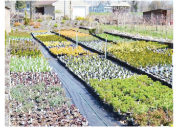 Making Money From Landscaping, Plant Nurseries