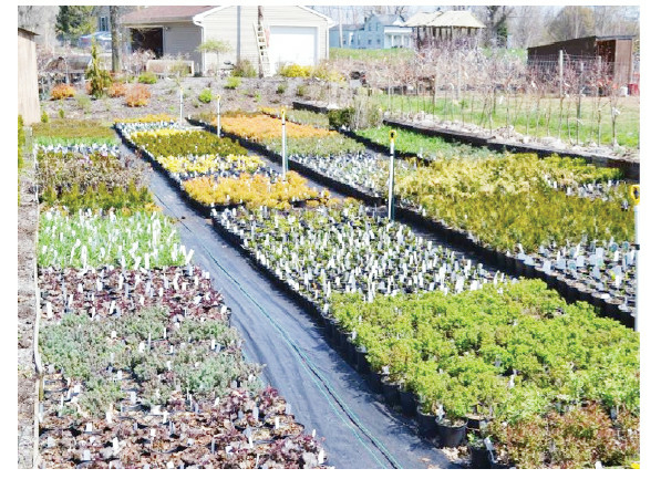 Making Money From Landscaping, Plant Nurseries 1 LANDSCAPING