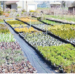 Making Money From Landscaping, Plant Nurseries