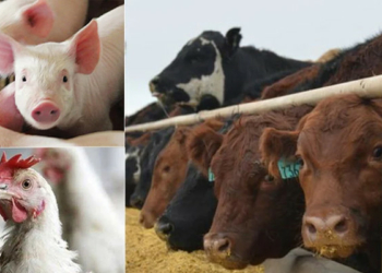 FG Intensifies Move Against Livestock Middlemen