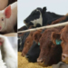 FG Intensifies Move Against Livestock Middlemen