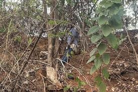 Police Discover Man’s Lifeless Body Hanging On Tree In Adamawa