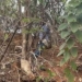Police Discover Man’s Lifeless Body Hanging On Tree In Adamawa 5 Police Discover Man’s Lifeless Body Hanging On Tree In Adamawa