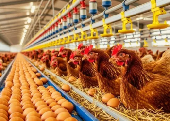 Nigerian Poultry Farmers Kick Against Proposed $900m China Partnership