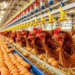 Nigerian Poultry Farmers Kick Against Proposed $900m China Partnership 5 Nigerian Poultry Farmers Kick Against Proposed $900m China Partnership