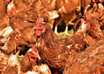 FG Approves Indigenous Poultry Breed MoorBeta