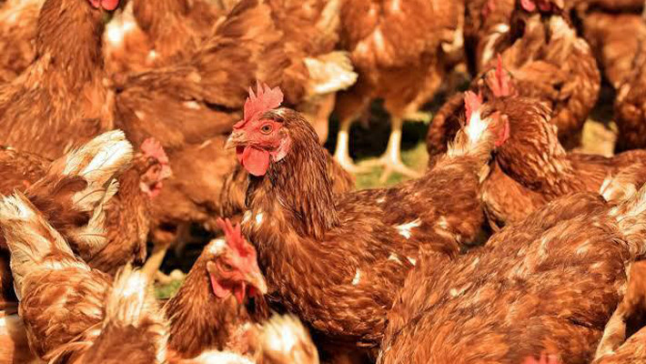 FG Approves Indigenous Poultry Breed MoorBeta 1 chicken Breed