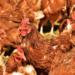 FG Approves Indigenous Poultry Breed MoorBeta 6 FG Approves Indigenous Poultry Breed MoorBeta