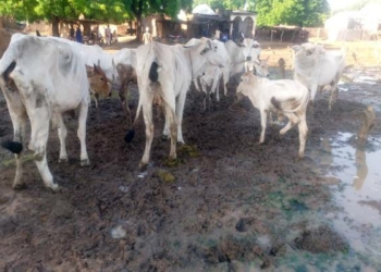 Army Arrests Lakurawa Bandit, Recovers 47 Cows In Kebbi