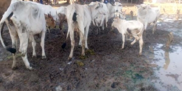 Army Arrests Lakurawa Bandit, Recovers 47 Cows In Kebbi