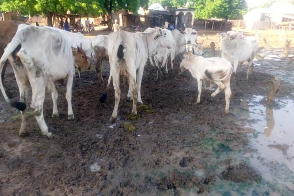 Police Repel Bandits’ Attack In Sokoto, Recover 25 Cattle 1 cows