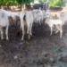 Army Arrests Lakurawa Bandit, Recovers 47 Cows In Kebbi