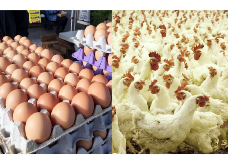 egg and chicken