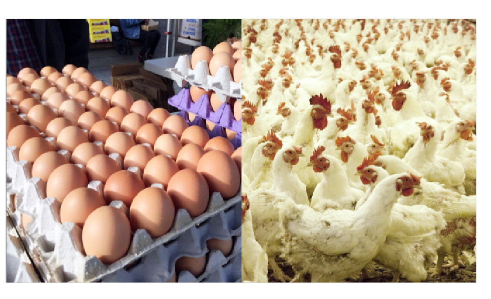 Egg Scarcity Imminent As Chick Shortage, Heat Push Prices Up