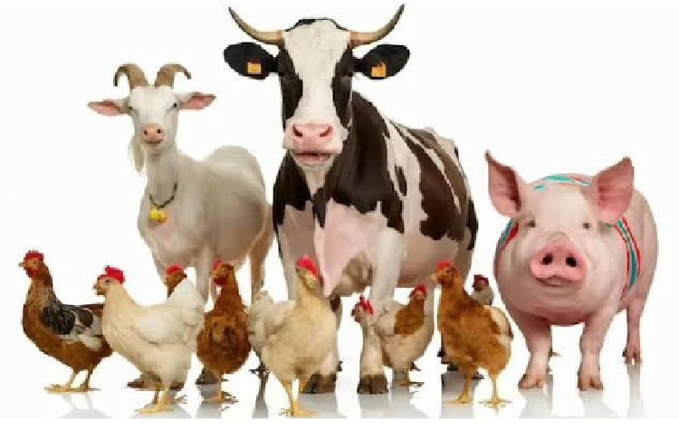 livestock