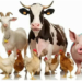 Preventive Animal Healthcare: Securing Nigeria’s Food Future 5 Preventive Animal Healthcare: Securing Nigeria’s Food Future