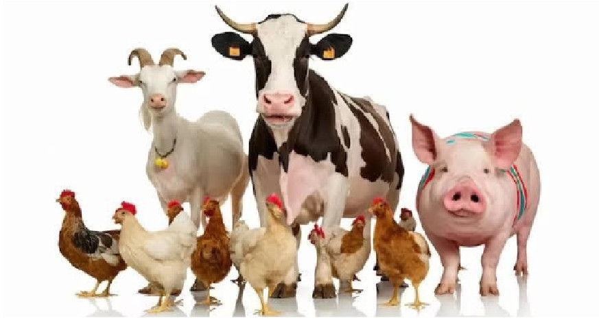 Preventive Animal Healthcare: Securing Nigeria’s Food Future