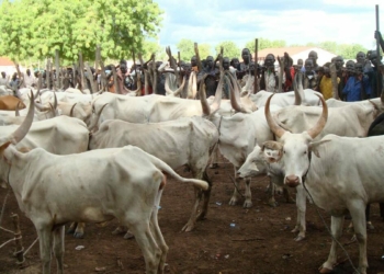 Task Force Neutralises Bandits, Recover 500 Rustled Cattle In Kano