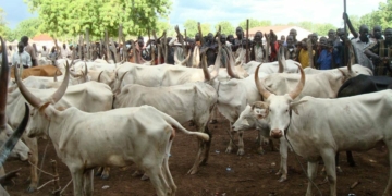 Task Force Neutralises Bandits, Recover 500 Rustled Cattle In Kano