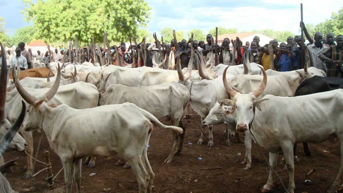 Police Kill Bandit, Recover Rustled Cows In Kebbi