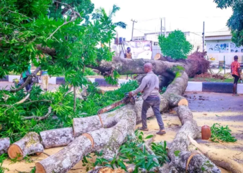 Asaba Windstorm Tragedy: Delta Govt Moves To Remove Hazardous Trees
