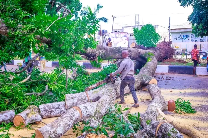 Asaba Windstorm Tragedy: Delta Govt Moves To Remove Hazardous Trees 1 Asaba Windstorm Tragedy