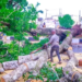 Asaba Windstorm Tragedy: Delta Govt Moves To Remove Hazardous Trees