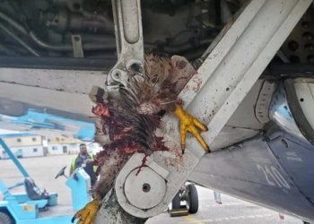 Bird Strikes Hit United Nigeria Airlines 5 Times Since January