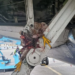 Bird Strikes Hit United Nigeria Airlines 5 Times Since January