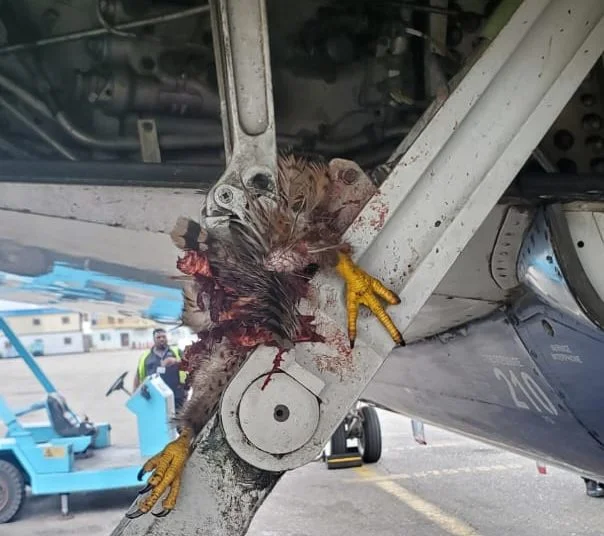 Bird Strikes Hit United Nigeria Airlines 5 Times Since January