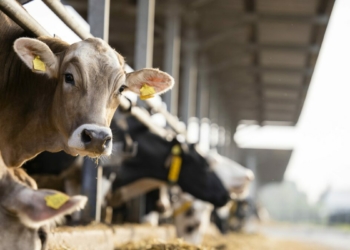 Livestock Diseases Threaten Output, Widen Vaccine Gap