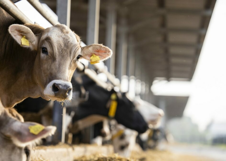 Cattle