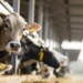 Livestock Diseases Threaten Output, Widen Vaccine Gap