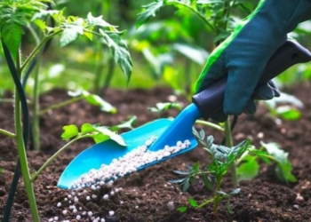 FG, Germany Launch $2.2m Project To Support Nigeria’s Soil Health