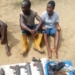 Gunmen Kidnap Farm Manager In Ondo Community
