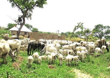 ‎Insecurity: Akure Youths Demand Ban On Open Grazing