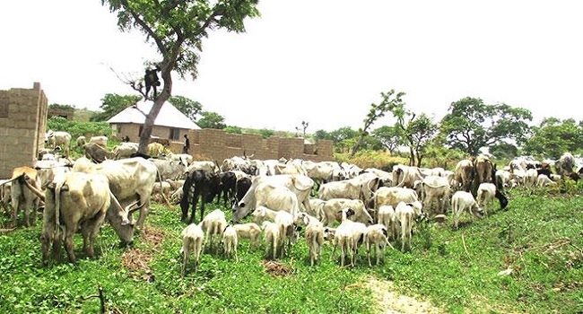 Insecurity: Akure Youths Demand Ban On Open Grazing 1 Grazing reserve