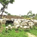 ‎Insecurity: Akure Youths Demand Ban On Open Grazing