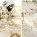 JUST-IN: IED Kills Commanding Officer, 6 Soldiers In Another Borno Attack