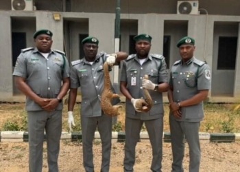 PICTORIAL: Customs Intercepts Pangolins In Kano, Vows Crackdown On Illegal Wildlife Trafficking