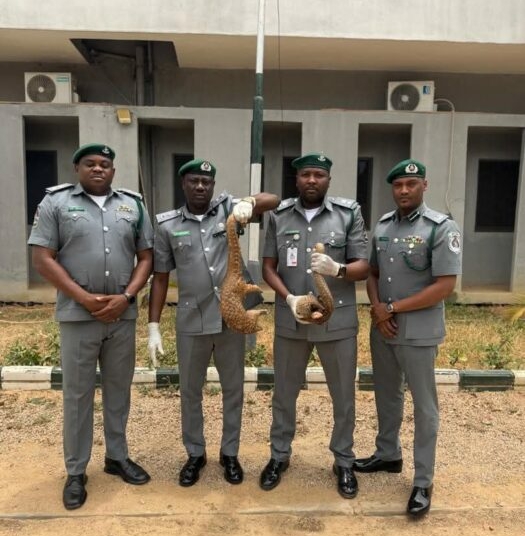 PICTORIAL: Customs Intercepts Pangolins In Kano, Vows Crackdown On Illegal Wildlife Trafficking 1 IMG 20260404 WA0012