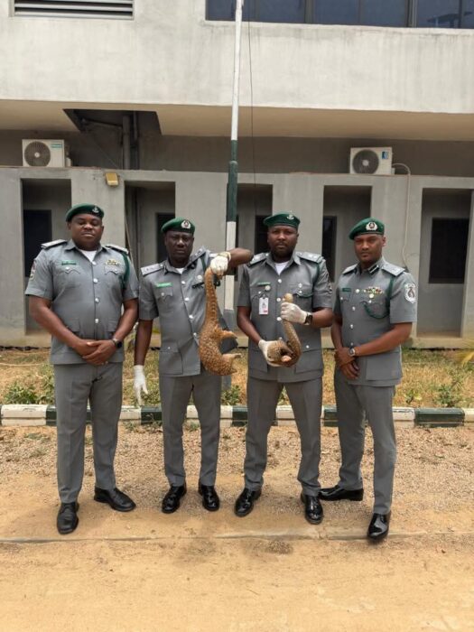 PICTORIAL: Customs Intercepts Pangolins In Kano, Vows Crackdown On Illegal Wildlife Trafficking