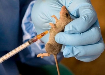 One Dead As Oyo Records Five Confirmed Lassa Fever Cases