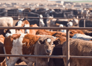 FG Targets Livestock Tracker To End Insecurity, Data Chaos