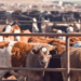 FG Targets Livestock Tracker To End Insecurity, Data Chaos