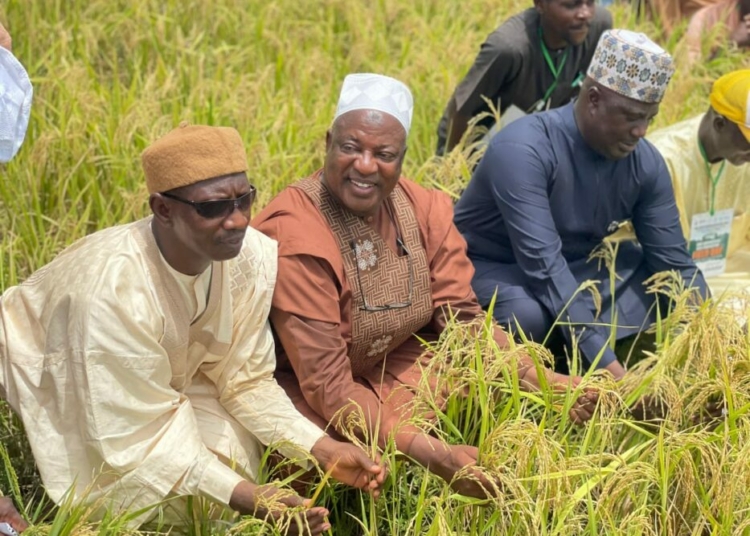 NCRI, Partners Showcase Zinc-enriched Rice Varieties To Boost Nutrition 1 NCRI