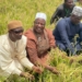 NCRI, Partners Showcase Zinc-enriched Rice Varieties To Boost Nutrition