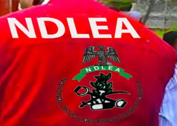 NDLEA Arrests Suspected Drug Dealer After Escape Attempt In Kano