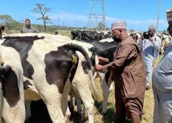 Federal Govt, Firm Pick Taraba For Livestock Production, Academy