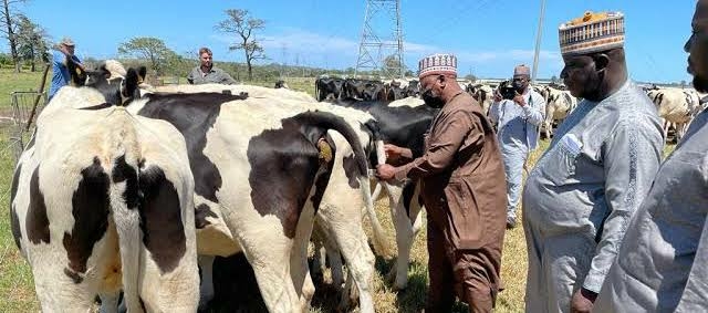 Jigawa, 2 Firms To Replicate ‘Indian Model’ Of Dairy Revolution